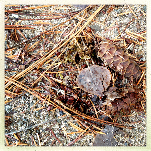 forest debris forest debris