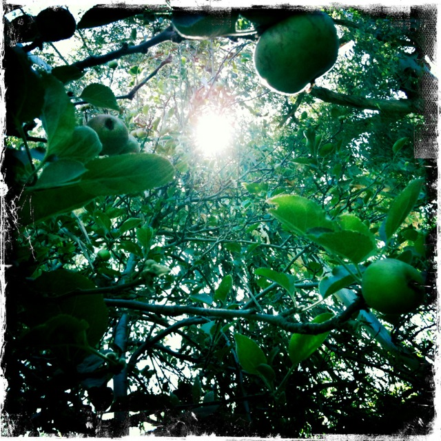 apple tree