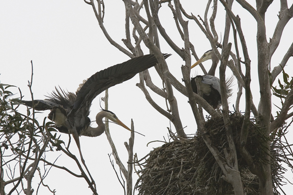 Great Blue Herons building nest