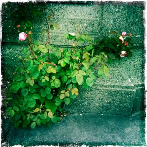 roses tender locks roses tender locks