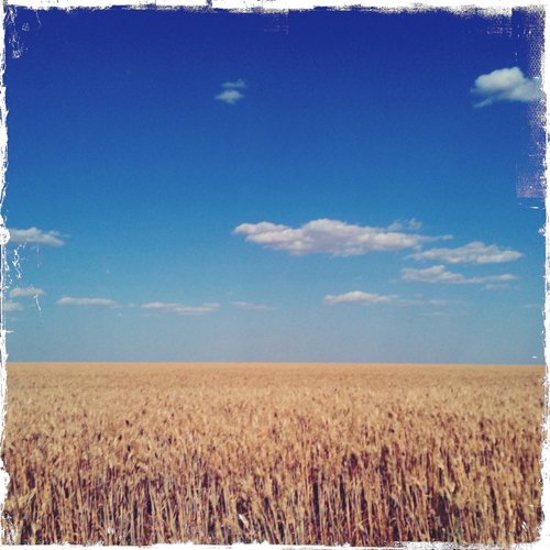 Washington wheat field and sky